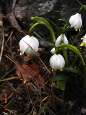 Frühlings-Knotenblume